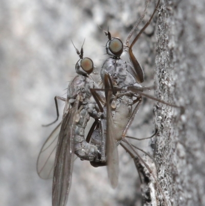 Empididae sp. (family) (Dance fly) at ANBG - 25 Aug 2020 by TimL