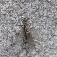 Empididae sp. (family) at Acton, ACT - 25 Aug 2020