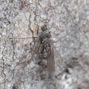 Empididae (family) at Acton, ACT - 25 Aug 2020 12:22 PM