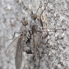 Empididae (family) at Acton, ACT - 25 Aug 2020 12:22 PM