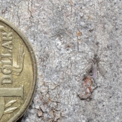 Empididae sp. (family) at Acton, ACT - 25 Aug 2020