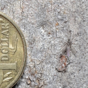 Empididae sp. (family) at Acton, ACT - 25 Aug 2020