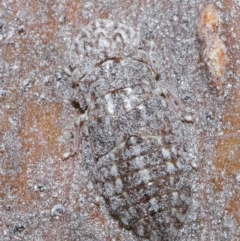 Ledromorpha planirostris (A leafhopper) at Acton, ACT - 25 Aug 2020 by TimL