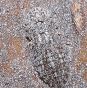 Ledromorpha planirostris at Acton, ACT - 25 Aug 2020