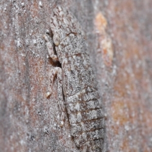 Ledromorpha planirostris at Acton, ACT - 25 Aug 2020 12:26 PM