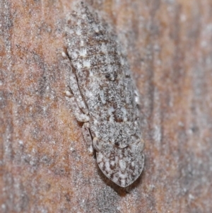 Ledromorpha planirostris at Acton, ACT - 25 Aug 2020