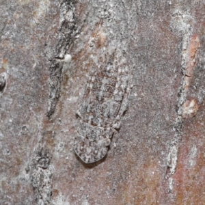 Ledromorpha planirostris at Acton, ACT - 25 Aug 2020