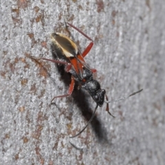 Daerlac cephalotes (Ant Mimicking Seedbug) at Acton, ACT - 25 Aug 2020 by TimL