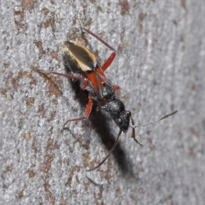 Daerlac cephalotes at Acton, ACT - 25 Aug 2020