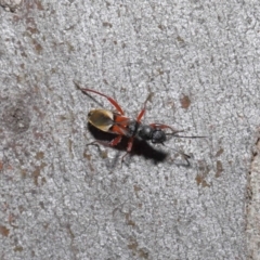 Daerlac cephalotes at Acton, ACT - 25 Aug 2020 12:30 PM