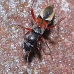 Daerlac cephalotes at Acton, ACT - 25 Aug 2020