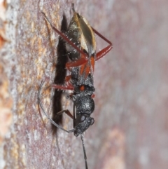 Daerlac cephalotes at Acton, ACT - 25 Aug 2020