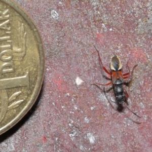 Daerlac cephalotes at Acton, ACT - 25 Aug 2020