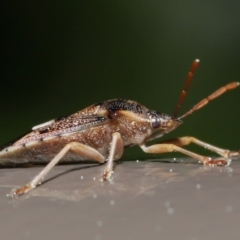 Oechalia schellenbergii (Spined Predatory Shield Bug) at Acton, ACT - 25 Aug 2020 by TimL