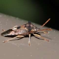 Oechalia schellenbergii at Acton, ACT - 25 Aug 2020 12:57 PM