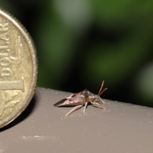 Oechalia schellenbergii at Acton, ACT - 25 Aug 2020