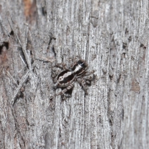 Euophryinae sp. (Mr Stripey) undescribed at Acton, ACT - 25 Aug 2020