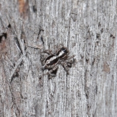 Euophryinae sp. (Mr Stripey) undescribed (Mr Stripey) at Acton, ACT - 25 Aug 2020 by TimL