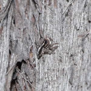 Euophryinae sp. (Mr Stripey) undescribed at Acton, ACT - 25 Aug 2020 11:17 AM