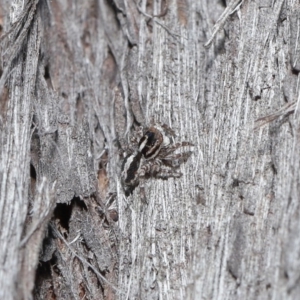 Euophryinae sp. (Mr Stripey) undescribed at Acton, ACT - 25 Aug 2020