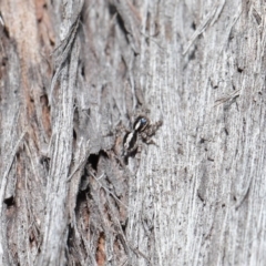 Euophryinae sp. (Mr Stripey) undescribed at Acton, ACT - 25 Aug 2020