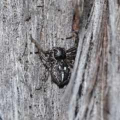 Tharpyna campestrata at Acton, ACT - 25 Aug 2020