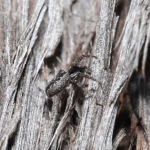 Tharpyna campestrata at Acton, ACT - 25 Aug 2020