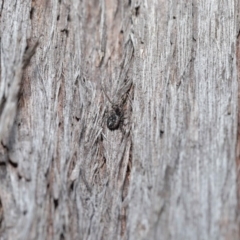 Tharpyna campestrata at Acton, ACT - 25 Aug 2020