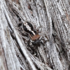 Euophryinae sp. (Mr Stripey) undescribed (Mr Stripey) at ANBG - 25 Aug 2020 by TimL