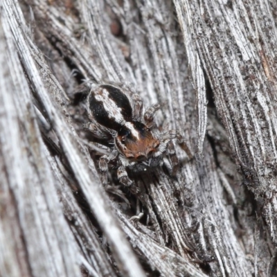 Euophryinae sp. (Mr Stripey) undescribed (Mr Stripey) at Acton, ACT - 25 Aug 2020 by TimL