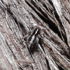 Euophryinae sp. (Mr Stripey) undescribed at Acton, ACT - 25 Aug 2020