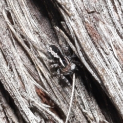 Euophryinae sp. (Mr Stripey) undescribed at Acton, ACT - 25 Aug 2020