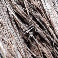 Euophryinae sp. (Mr Stripey) undescribed at Acton, ACT - 25 Aug 2020 11:31 AM