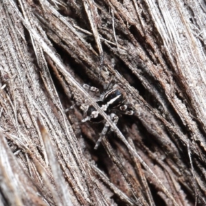 Euophryinae sp. (Mr Stripey) undescribed at Acton, ACT - 25 Aug 2020