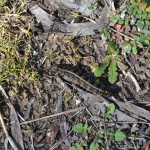 Apina callisto at Gowrie, ACT - 23 Aug 2020 12:24 PM