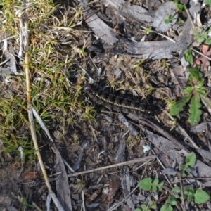 Apina callisto at Gowrie, ACT - 23 Aug 2020