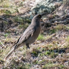 Strepera versicolor (Grey Currawong) at Booth, ACT - 26 Aug 2020 by SWishart