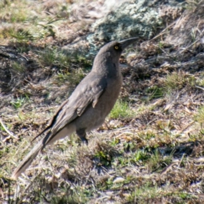 Strepera versicolor (Grey Currawong) at Booth, ACT - 26 Aug 2020 by SWishart