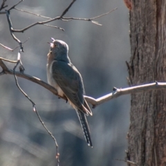 Cacomantis flabelliformis (Fan-tailed Cuckoo) at Namadgi National Park - 26 Aug 2020 by SWishart