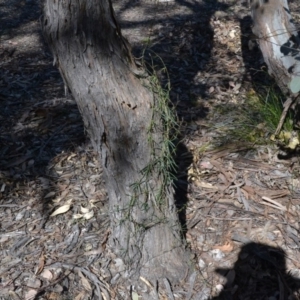 Glycine clandestina at Gowrie, ACT - 24 Aug 2020 02:20 PM