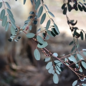 Indigofera australis subsp. australis at Gowrie, ACT - 24 Aug 2020