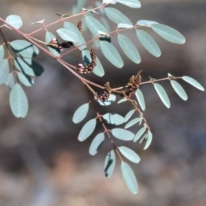 Indigofera australis subsp. australis at Gowrie, ACT - 24 Aug 2020