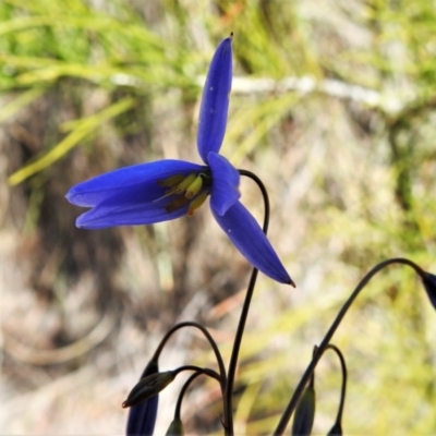 Stypandra glauca (Nodding Blue Lily) at Tralee, ACT - 27 Aug 2020 by JohnBundock