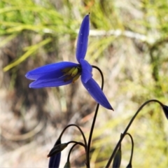 Stypandra glauca (Nodding Blue Lily) at Tralee, ACT - 27 Aug 2020 by JohnBundock