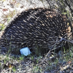 Tachyglossus aculeatus (Short-beaked Echidna) at QPRC LGA - 27 Aug 2020 by JohnBundock