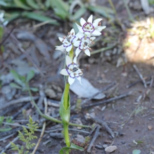 Wurmbea dioica subsp. dioica at Bruce, ACT - 27 Aug 2020