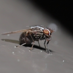 Poecilohetaerus aquilus (A lauxaniid fly) at Acton, ACT - 23 Aug 2020 by TimL