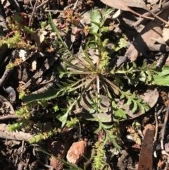 Lepidium sp. (A Peppercress) at Bruce, ACT - 27 Aug 2020 by rainer