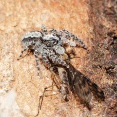 Clynotis severus (Stern Jumping Spider) at Umbagong District Park - 27 Aug 2020 by Roger