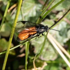 Lophyrotoma analis (Sawfly, Dock Sawfly) at Hawker, ACT - 27 Aug 2020 by Roger